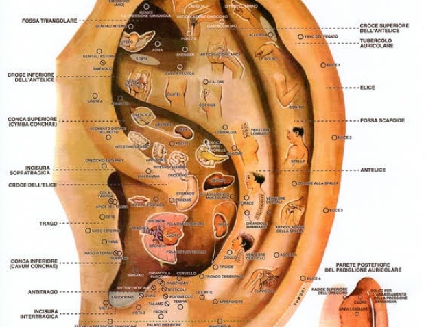 Auricoloterapia
